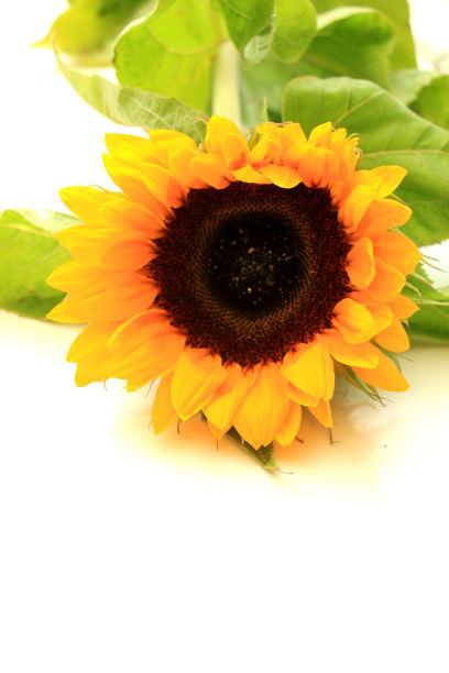 大的黄色的向日葵图片下载