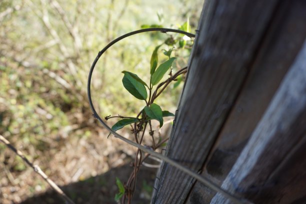 废弃谷仓的生活图片下载