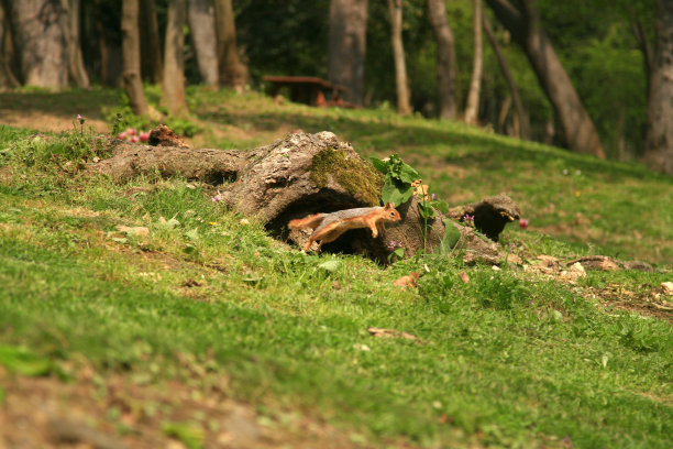 松鼠跳图片下载