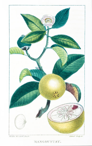 曼古斯特雕刻德斯库尔蒂尔斯彩色雕刻安的列斯图片下载