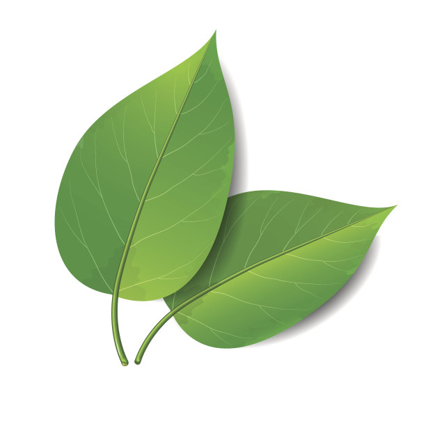 绿色的树叶图片下载