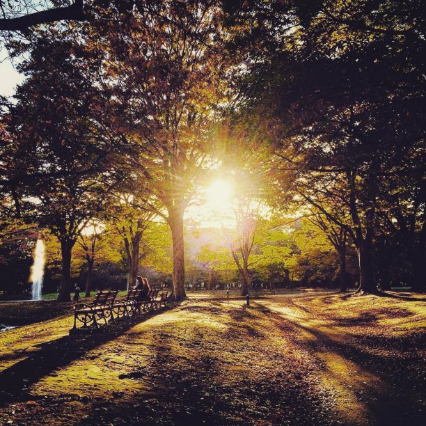 日落公园图片下载
