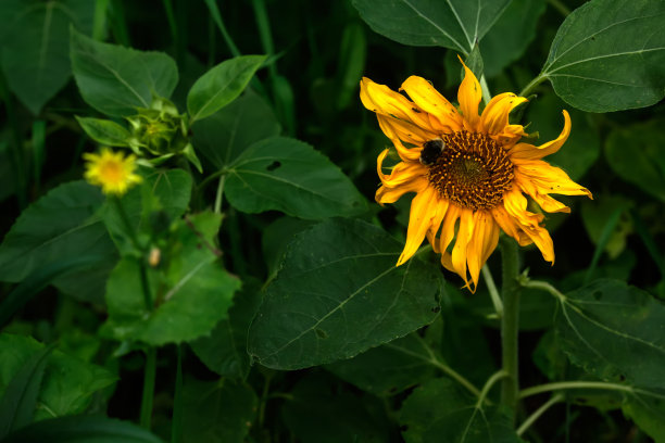 向日葵。花园的花。图片下载