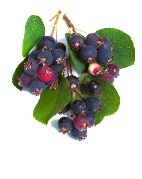 白色背景图片下载