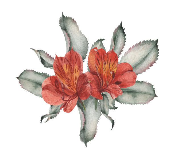 手绘水彩迷人的组合花和叶子孤立在白色的背景图片下载