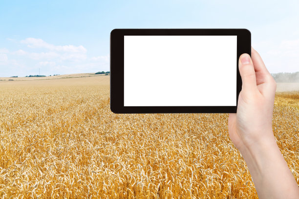 成熟麦田的收获照片图片下载