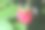 特写覆盆子图片下载