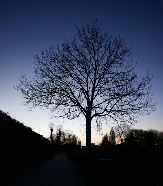 树的轮廓图片下载