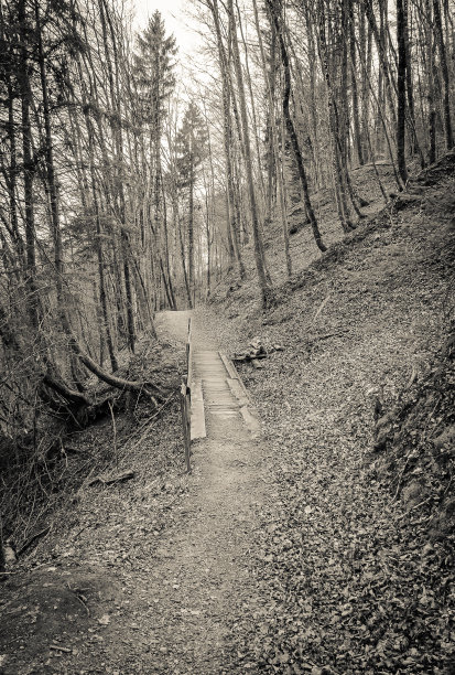 森林中的小径图片下载