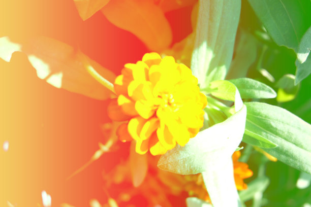 柔和的焦点，美丽的花背景与色彩滤镜图片下载