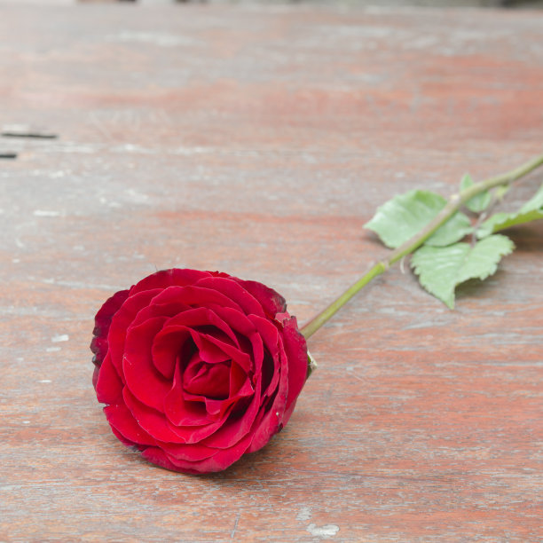 玫瑰花和情人节礼物的照片。图片下载