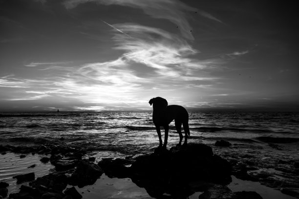 海滩上的黑狗图片下载