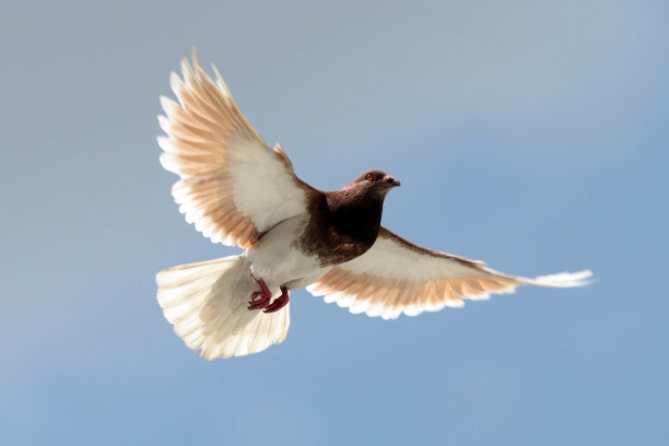 飞翔的自由图片下载