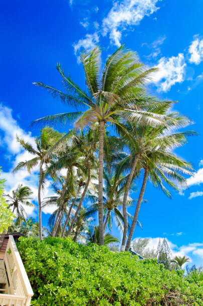 棕榈树图片下载