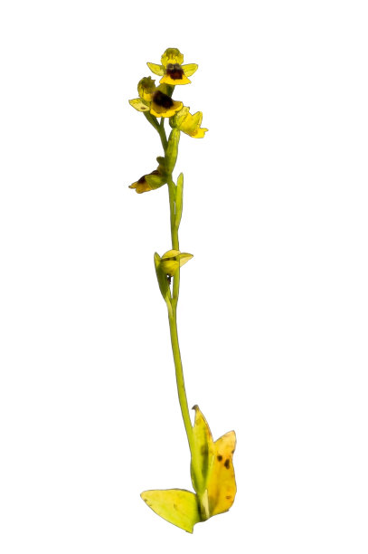 野生兰花的彩色铅笔图片图片下载