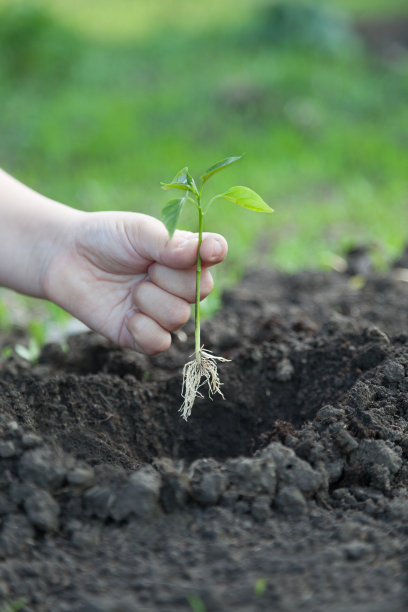 绿芽儿童之手图片下载