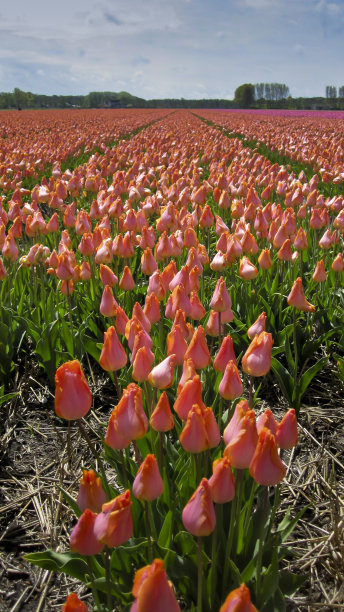 郁金香字段图片下载