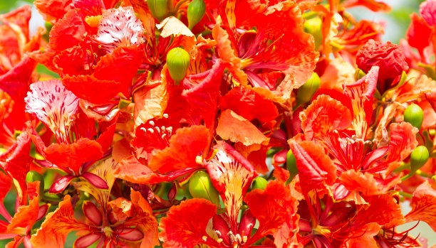 孔雀花图片下载