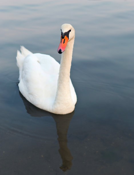 天鹅图片下载