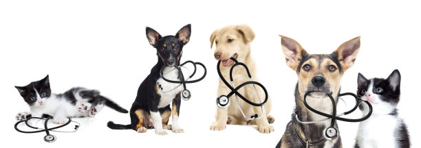 小狗小猫兽医图片下载