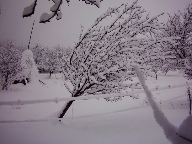 果园在冬天图片下载
