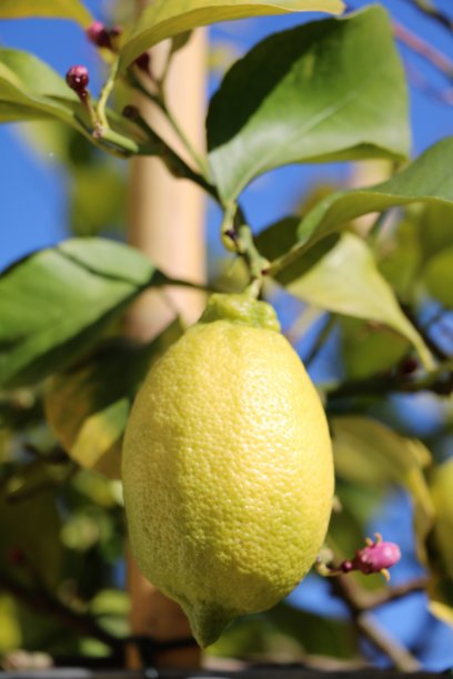 黄色的柠檬图片下载