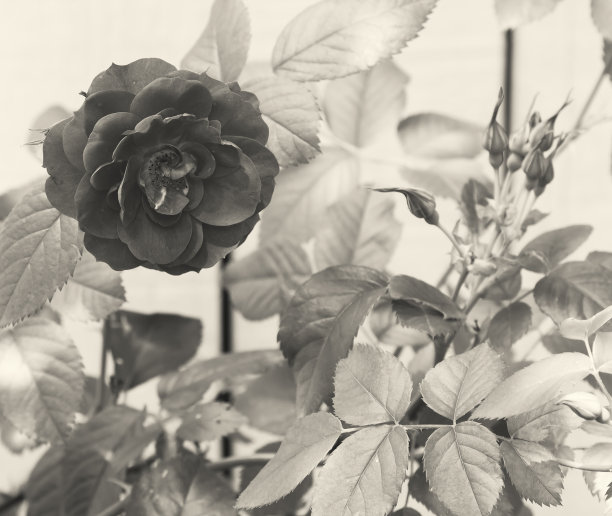 花园玫瑰在黑色和白色图片下载