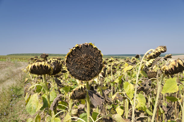 蓝天上的向日葵图片下载