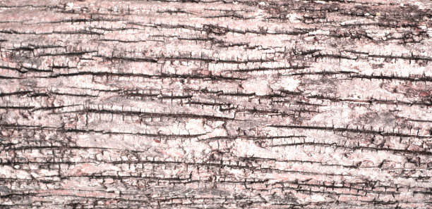 树皮背景图片下载