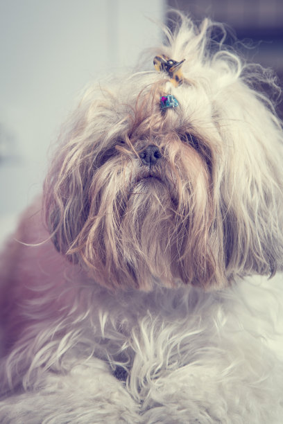 严肃的毛茸茸可爱的狗画像狮子狗品种图片下载