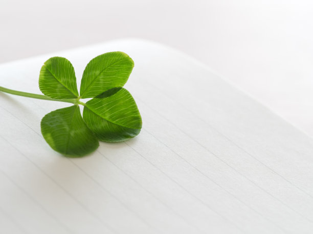 四张叶子和信纸图片下载