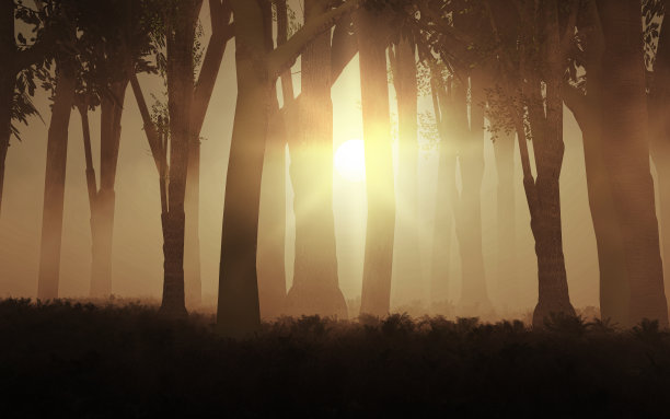 3 d雾蒙蒙的森林图片下载