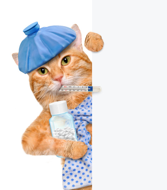 生病的猫。图片下载
