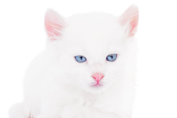 毛茸茸的小猫图片下载