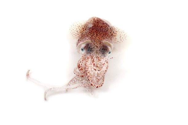 小墨鱼图片下载