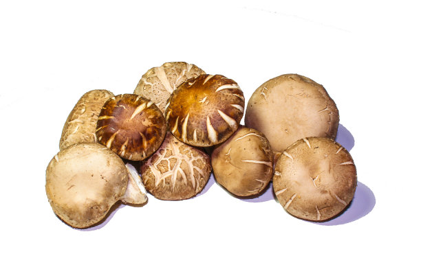 白色背景上的香菇。图片下载