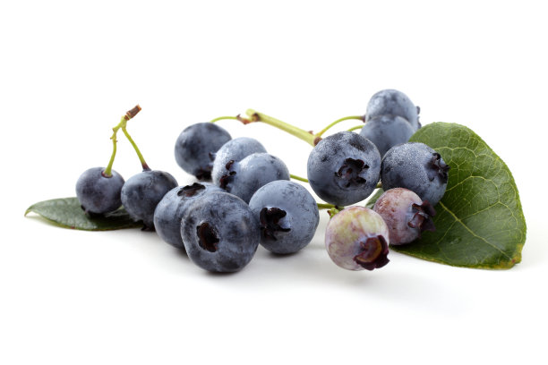 集群的蓝莓图片下载