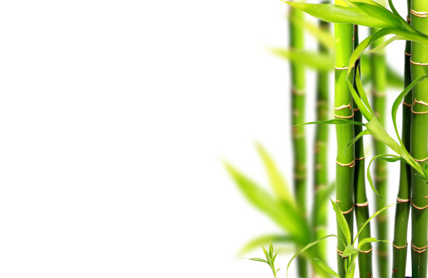 竹树素材图片