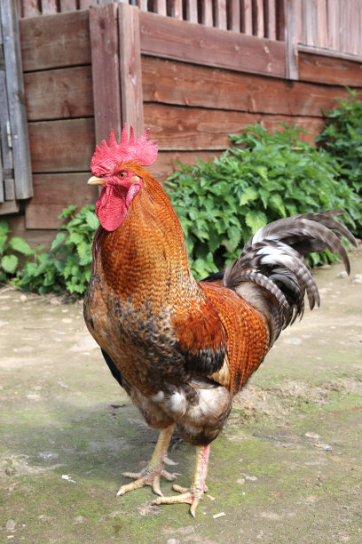 漂亮的公鸡图片下载