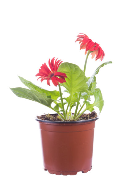 孤立于白色上的红非洲菊图片下载