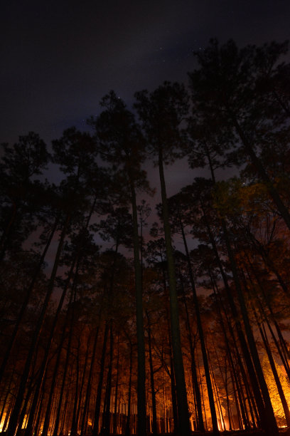 移动的云和星星，带着幽灵般的光在森林里图片下载