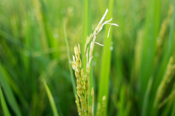稻田的特写镜头。图片下载