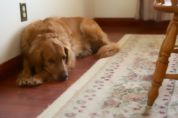 金毛猎犬躺在地板上图片下载