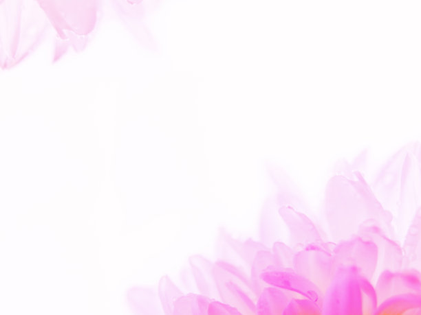 粉红色背景下的花朵特写镜头图片下载