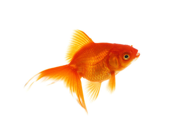 金鱼图片下载