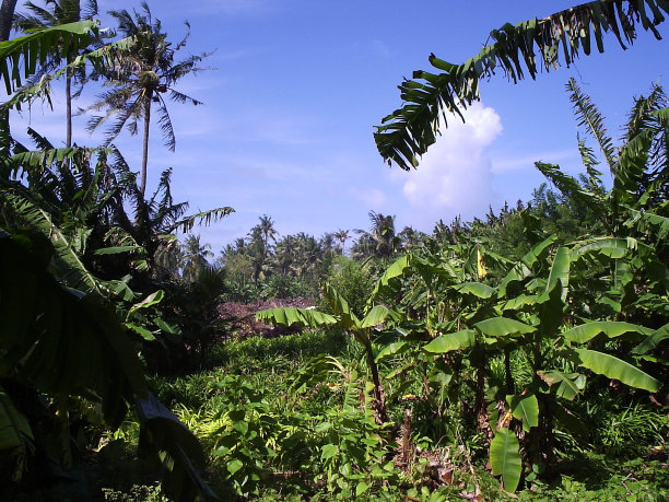 孙岛上的丛林图片下载