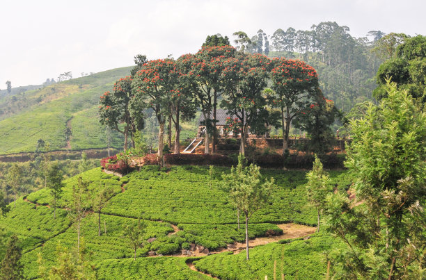 茶园景观图片下载