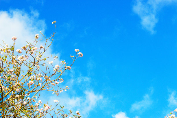 蓝天背景下的粉色喇叭图片下载