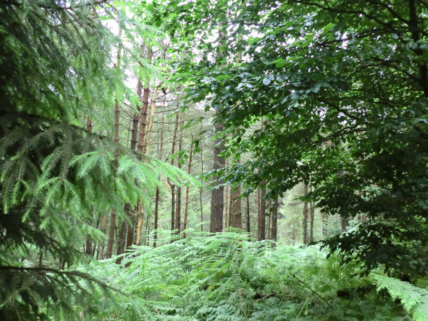 大自然的舞台图片下载