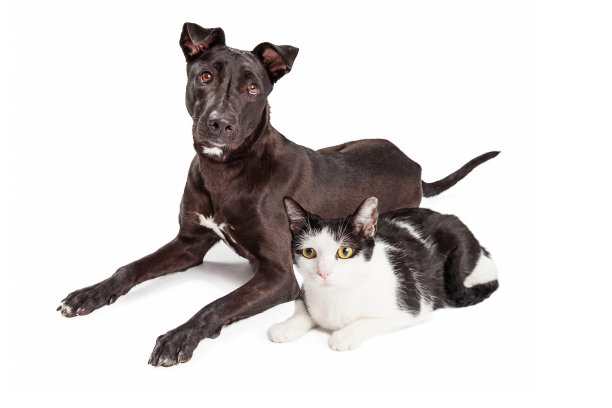 美丽的大拉布拉多猎犬杂交犬图片下载